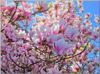 magnolia8004_t1.jpg
